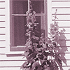 John's cottage, red frame window with hollyhocks
